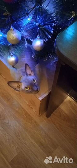 Котик ищет подругу