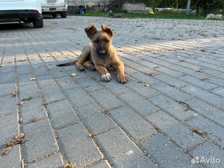 Собака ищет дом