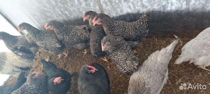 Куры несушки доминант
