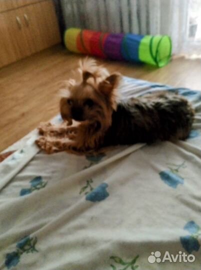 Передержка животных. Зоогостиница