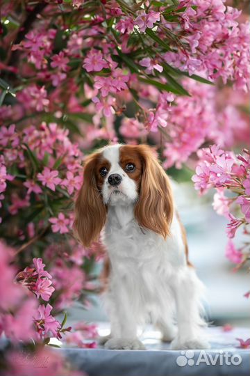 Кавалер кинг чарльз Спаниель девочка 3года