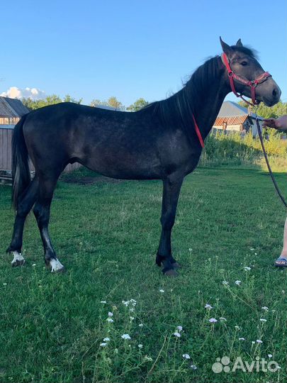 Продам жеребца