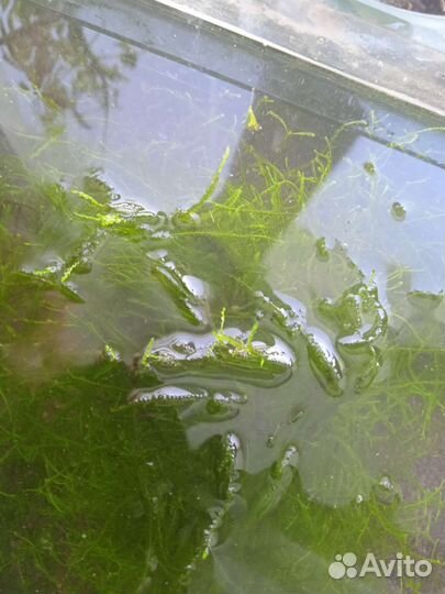 Мох яванский, рогалистник