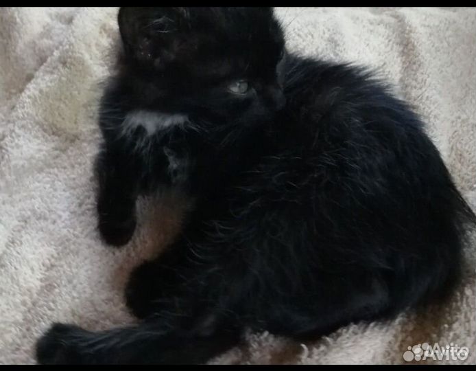 Котенок в дар девочка