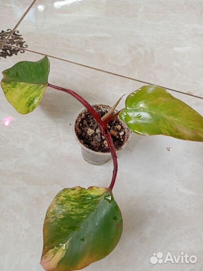 Филодендрон Ред эмеральд вариегатный, Вайт Визард