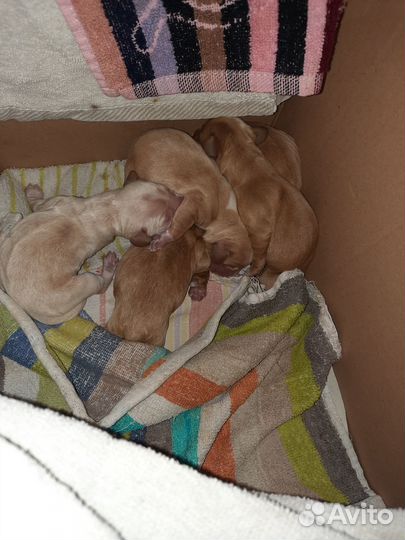 Щенки спаниеля