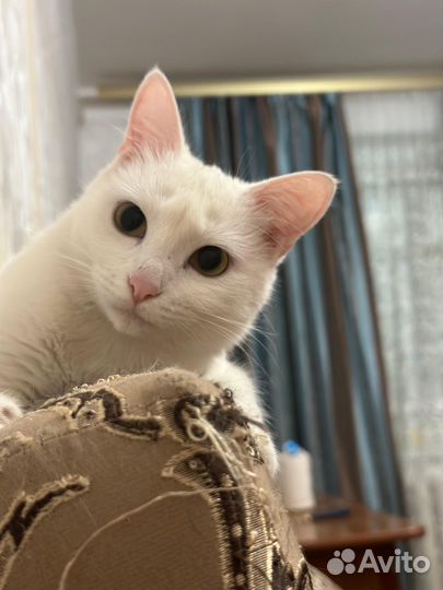 Кошечка