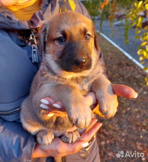 В добрые руки мальчик