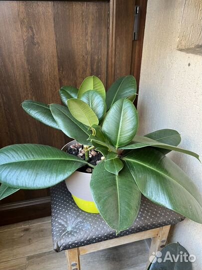 Комнатные растения