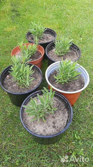 Лаванда узколистная в горшке