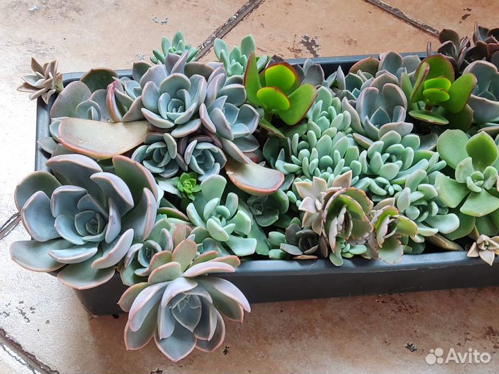 Суккуленты