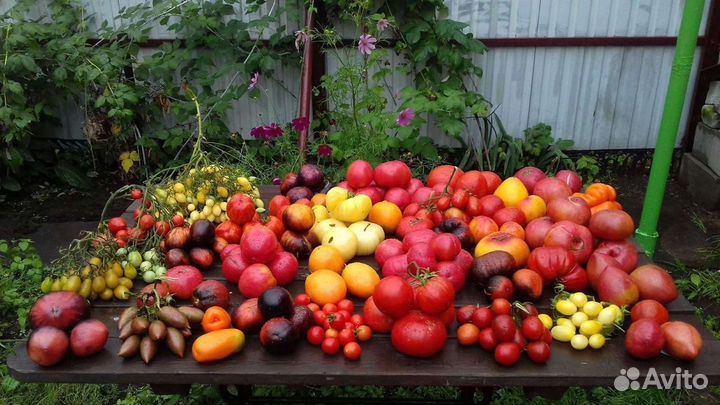 Семена помидор