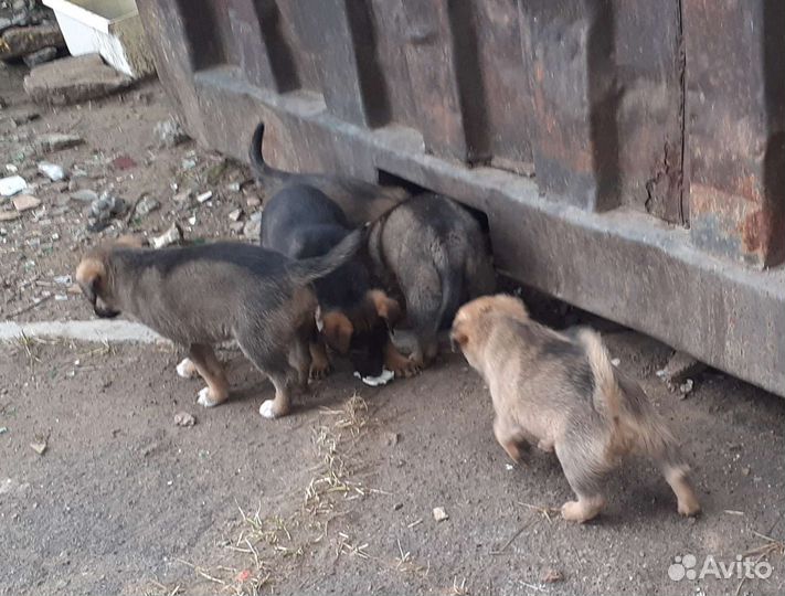 Щенки от умной собаки дворянских кровей