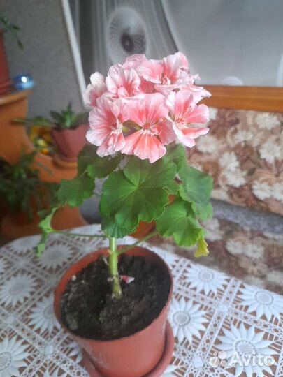 Пеларгония герань