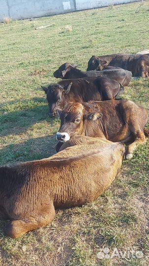 Бычки корова