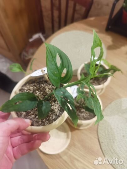 Монстера манки