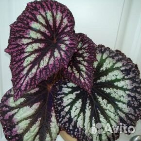 Вечноцветущая бегония доставка