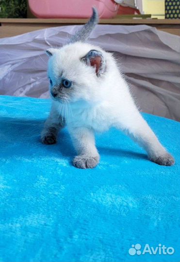 Шотландские котята малыши