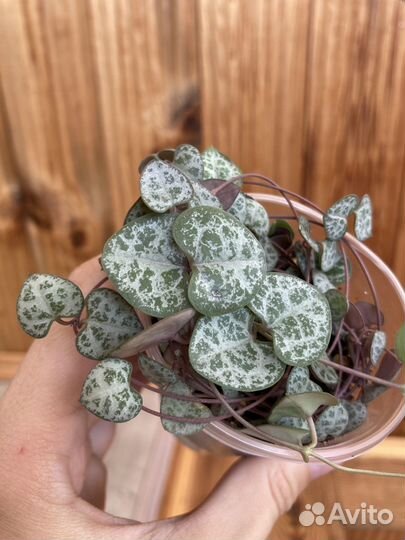 Церопегия Вуда