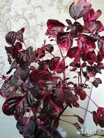 Роза с окаймленными листьями