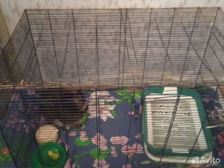 Кролик в добрые руки