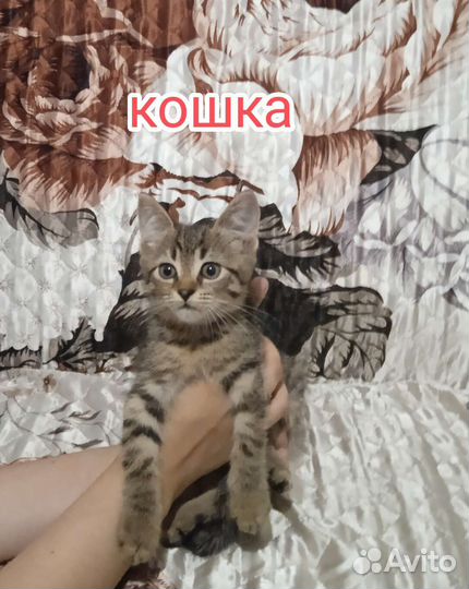 Котята в добрые руки бесплатно