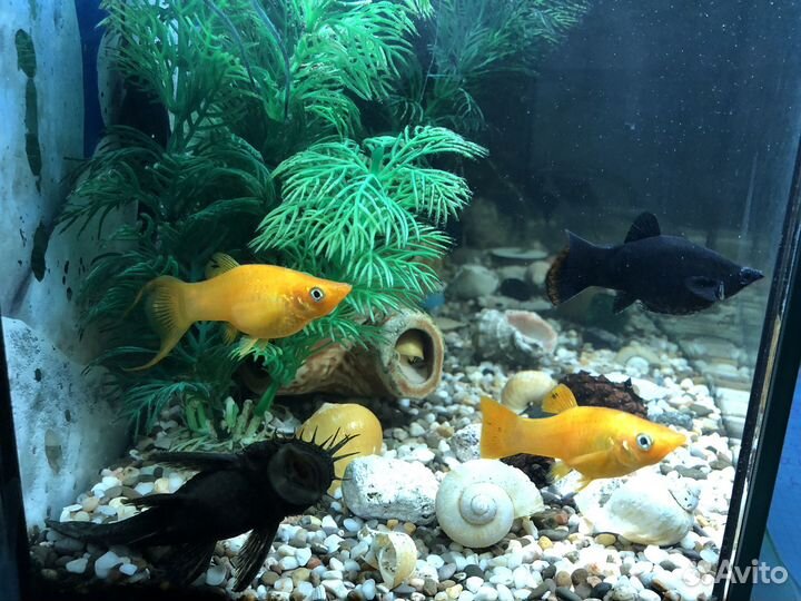 Моллинезия