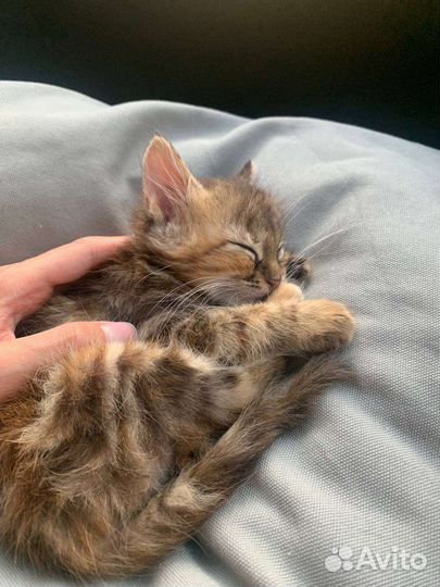 Кошка в дар