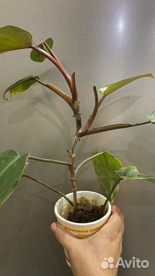 Филодендрон краснеющий