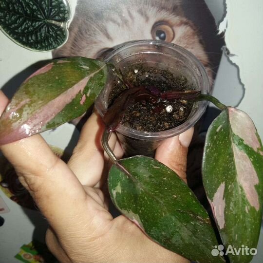 Филодендрон розовая принцесса