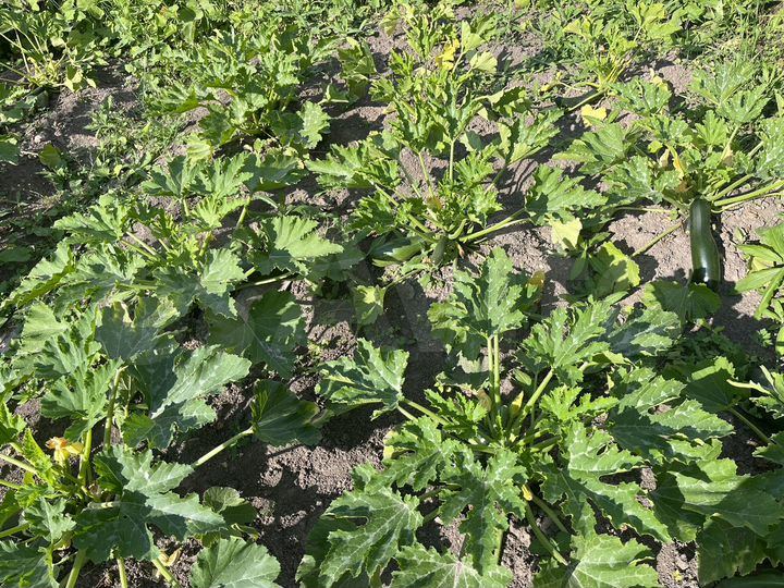 Дача 10 м² на участке 10 сот.