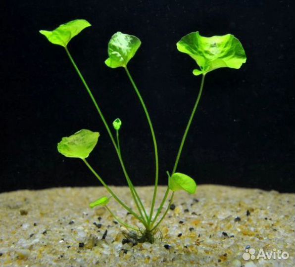 Аквариумное растение