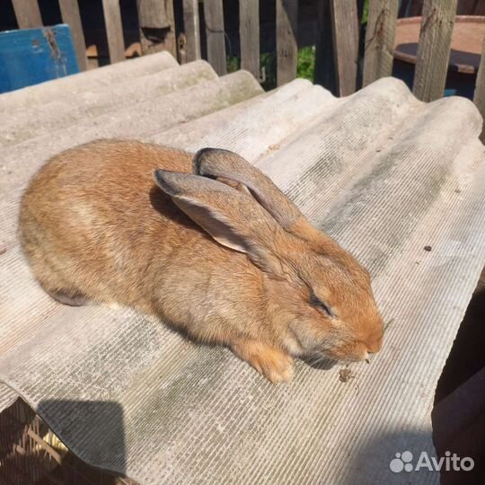 Разных пород