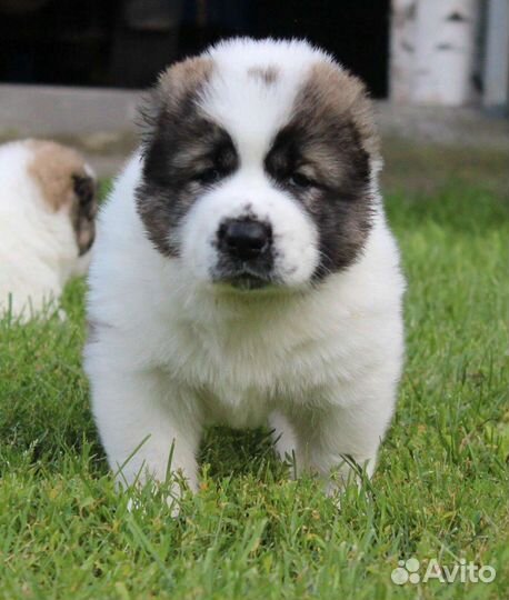 Среднеазиатская овчарка алабай щенки