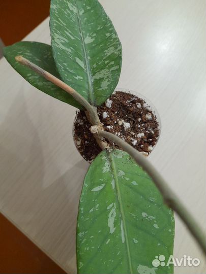 Hoya Gayolues ar 09 Смоленск, Ярцево