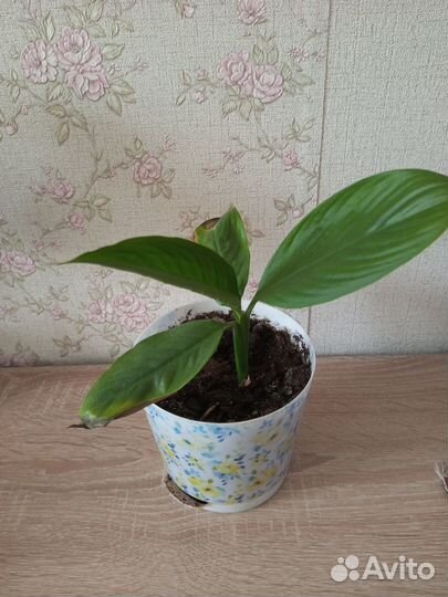 Спатифиллум