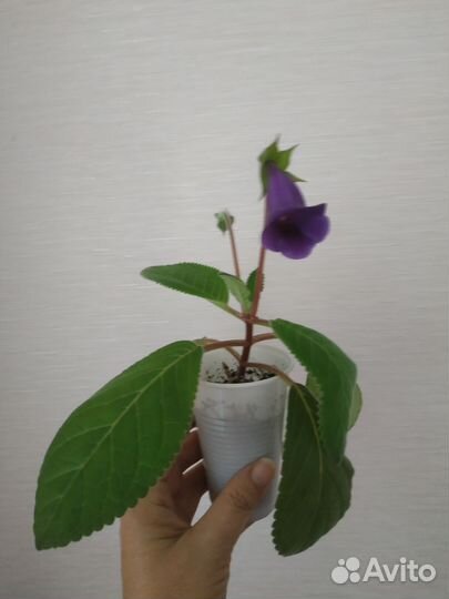 Тидея синий башмачок