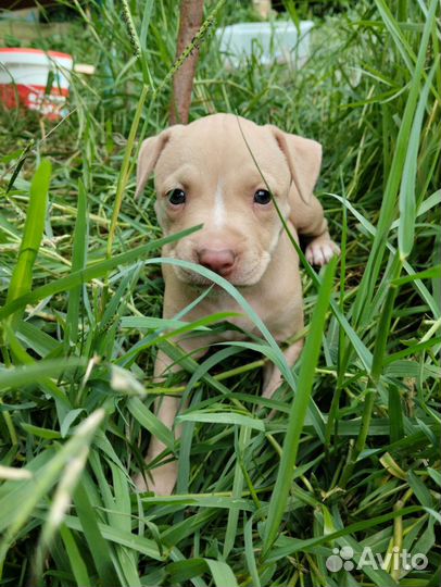 Щенки Питбуля