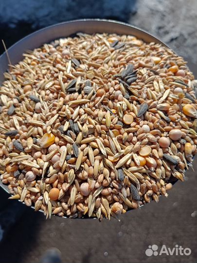 Пшеница, ячмень, овес, кукуруза, горох