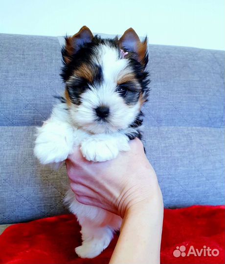 Девочки и Мальчики