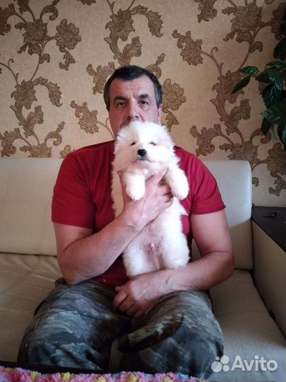 Щенки самой красивой в мире собаки самоеда