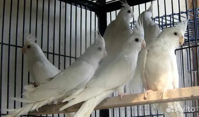 Попугай корелла