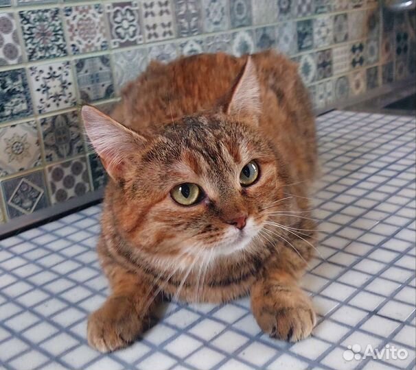 Кошка в дар