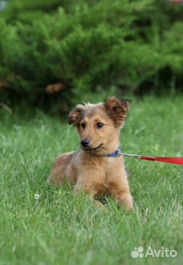 Щенок в добрые руки