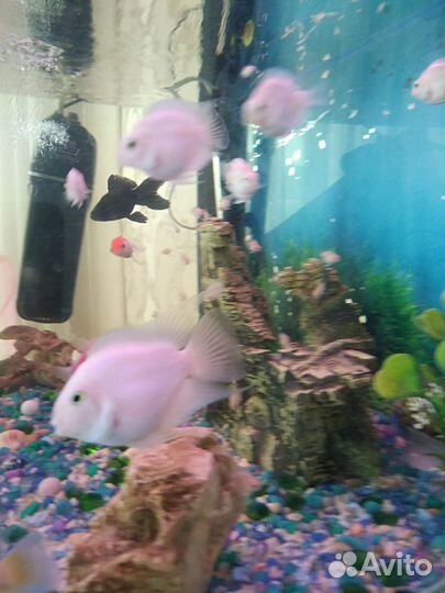 Рыбка попугай