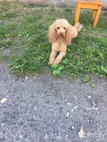 Вязка собак