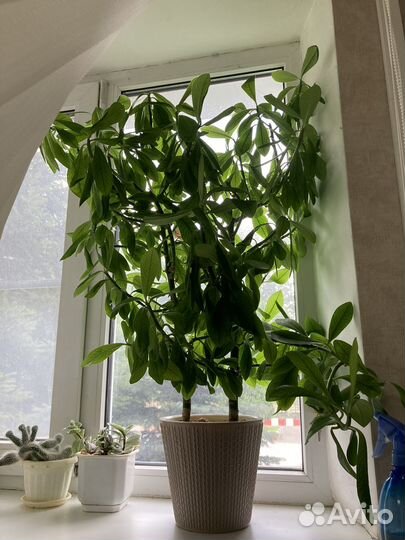 Синадениум