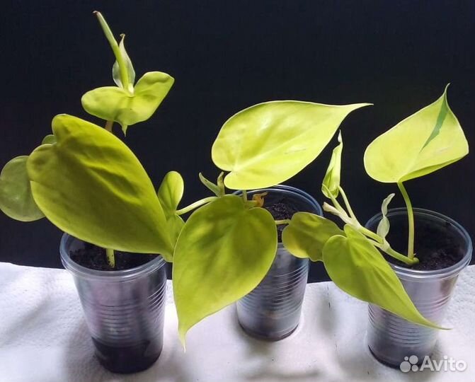 Филодендрон эпипремнум сциндапсус (часть 1)