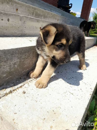 Собаки щенки метисы немецкая овчарка бесплатно