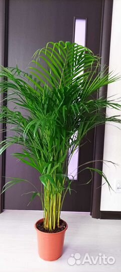 Пальма Арека, высота155- 160 см